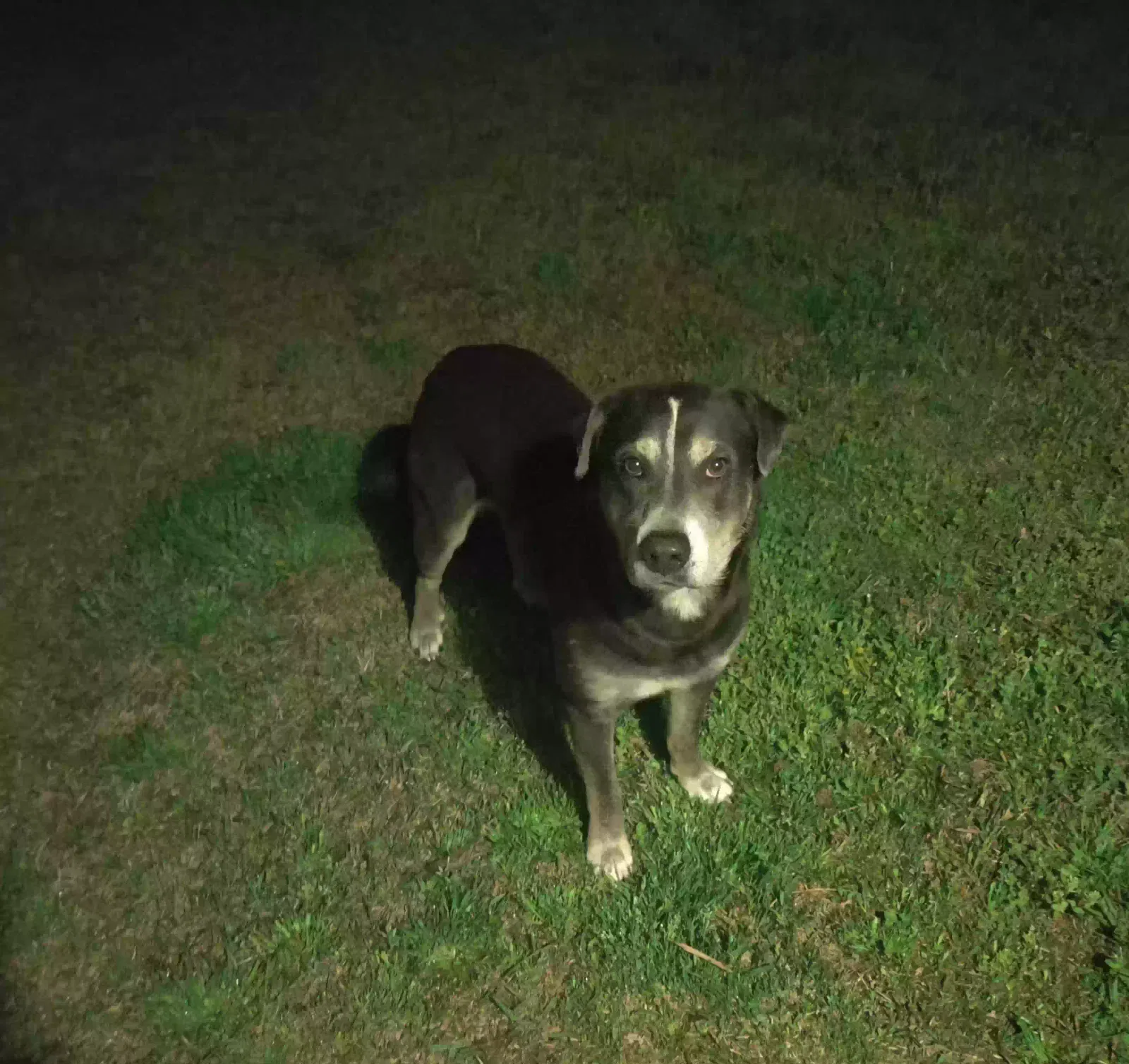 Found dog in Conway, SC, 29527