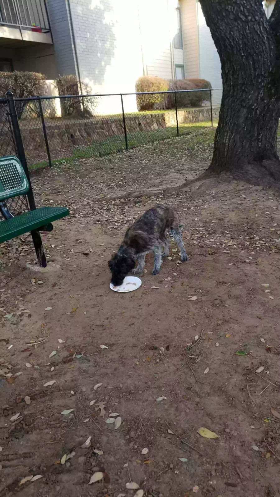 Found dog in Arlington, TX, 76015