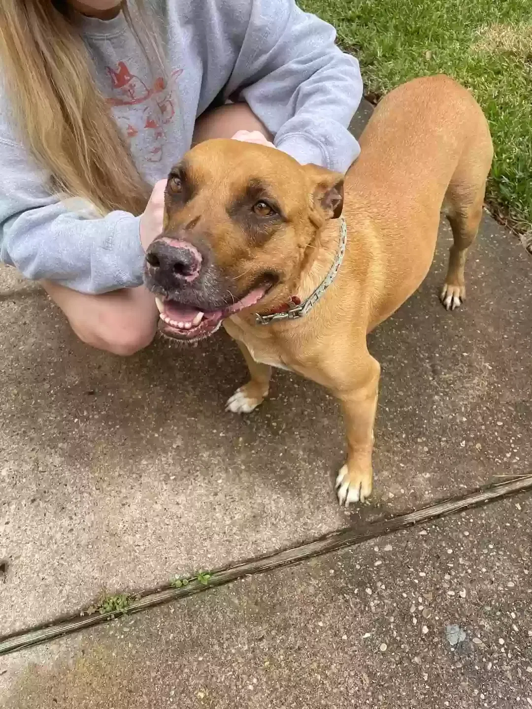 Found dog in Kingwood, TX, 77345