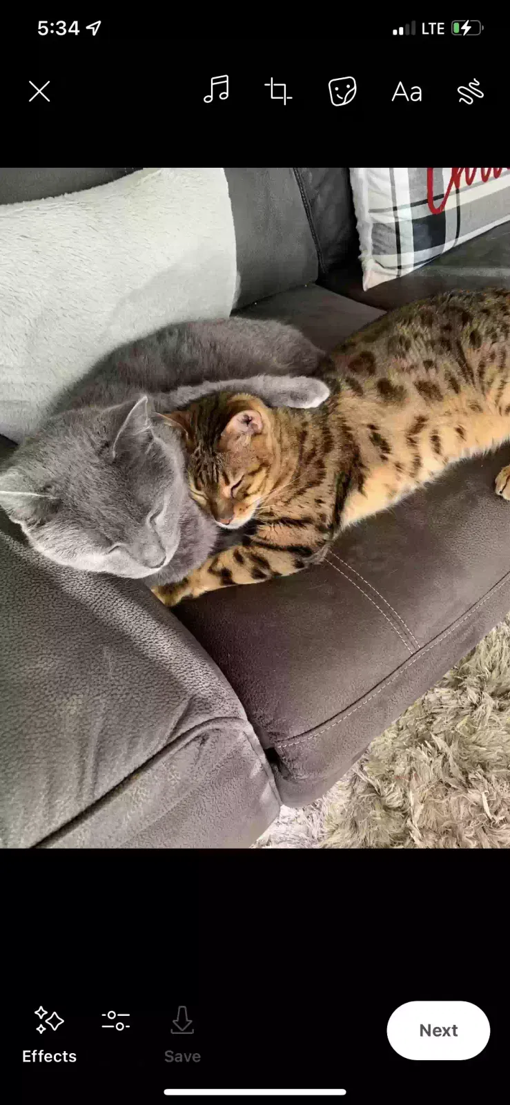 Lost cat in Cornelius, NC, 28031