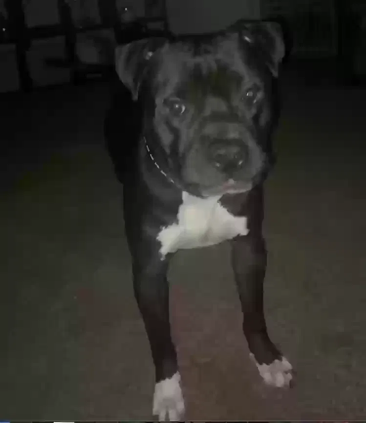 Lost dog in Fort Worth, TX, 76114