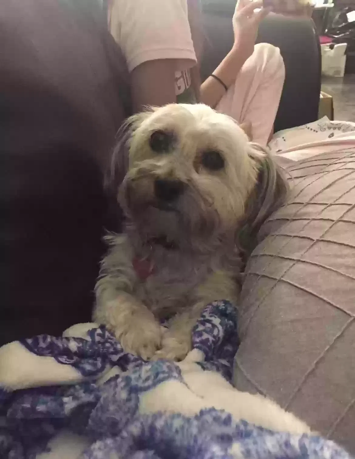 Lost dog in Amarillo, TX, 79109