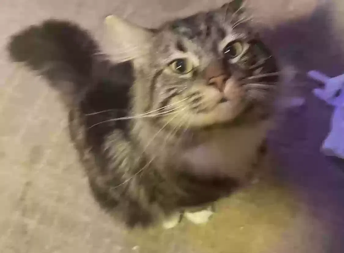 Lost cat in Wichita, KS, 67204