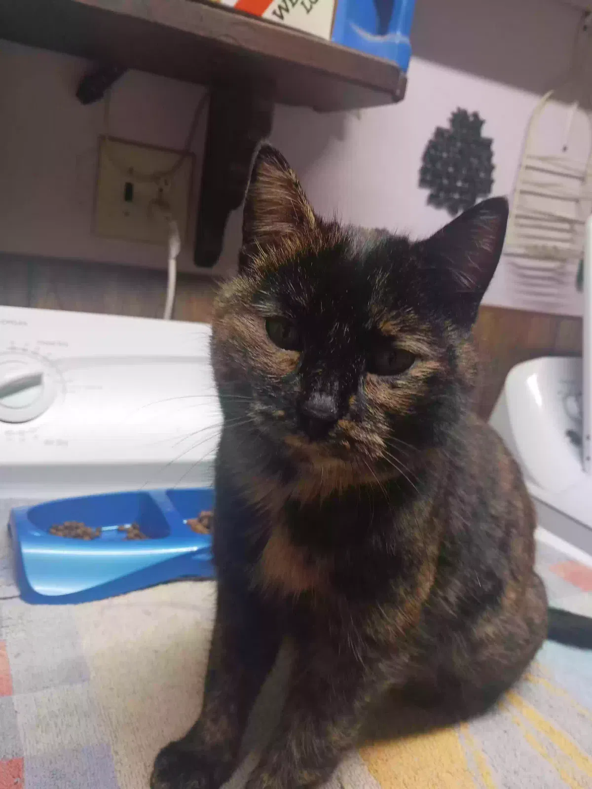 Found cat in Crown Point, IN, 46307
