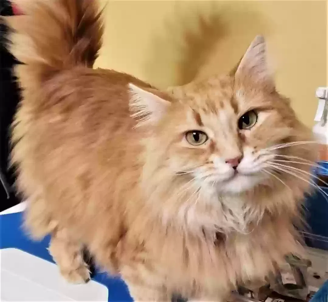 Lost cat in Chesapeake, VA, 23322