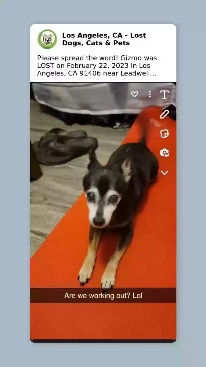 Lost dog in Van Nuys, CA, 91406