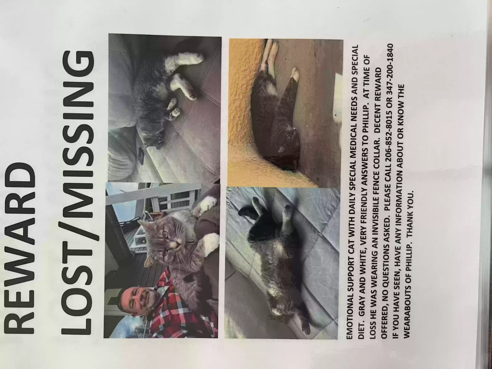 Lost cat in Cape Coral, FL, 33993
