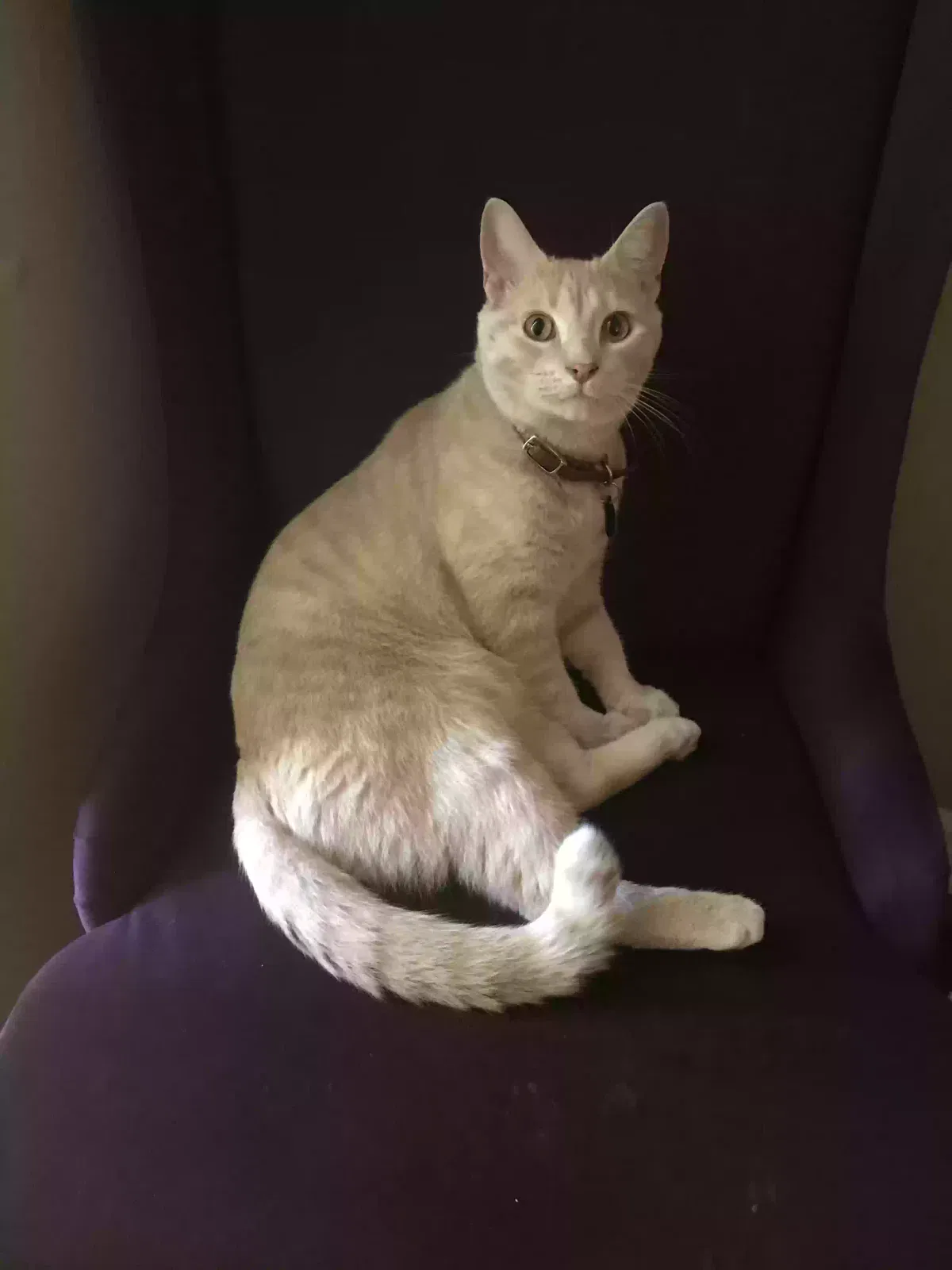 Lost cat in Winter Springs, FL, 32708