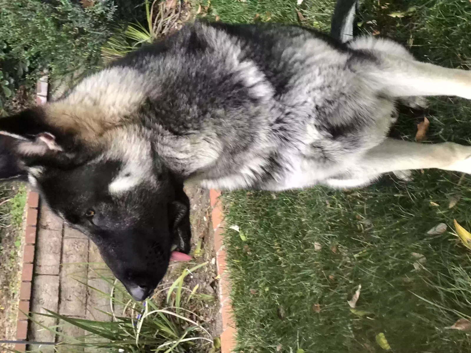 Lost dog in West Covina, CA, 91792