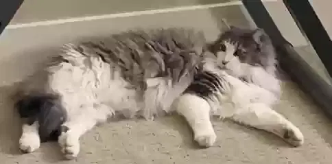 Lost cat in Caldwell, ID, 83607