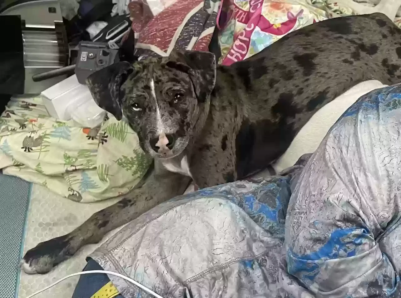 Lost dog in Dade City, FL, 33525