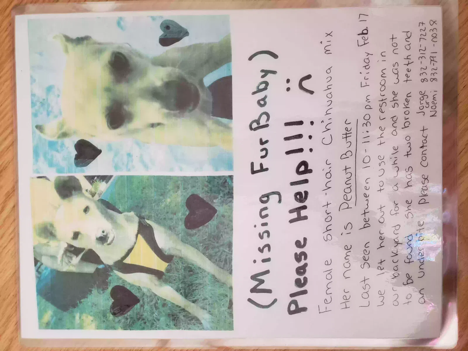 Lost dog in Spring, TX, 77373