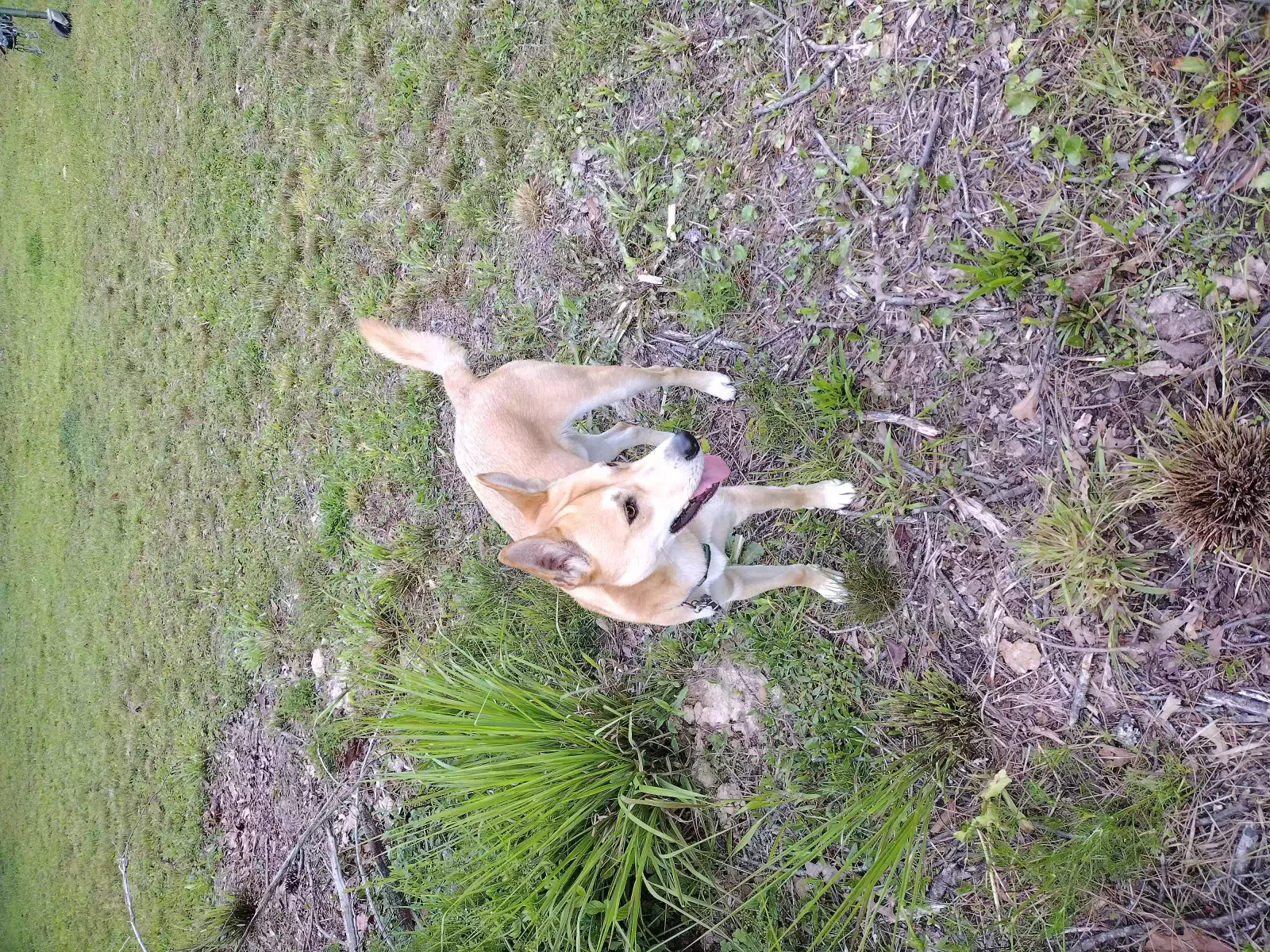 Lost dog in Ponchatoula, LA, 70454