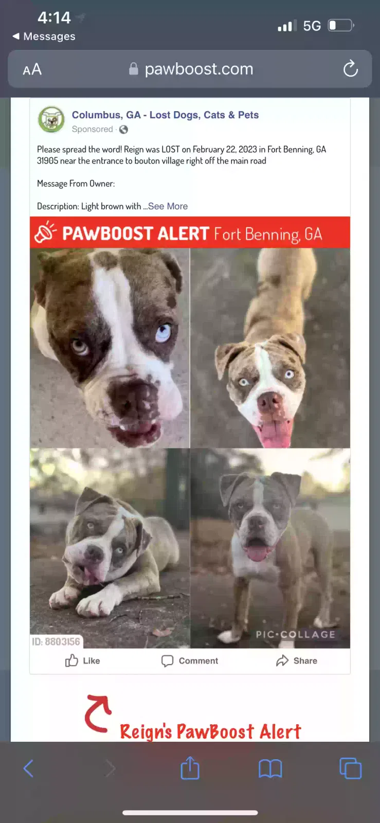 Lost dog in Fort Benning, GA, 31905