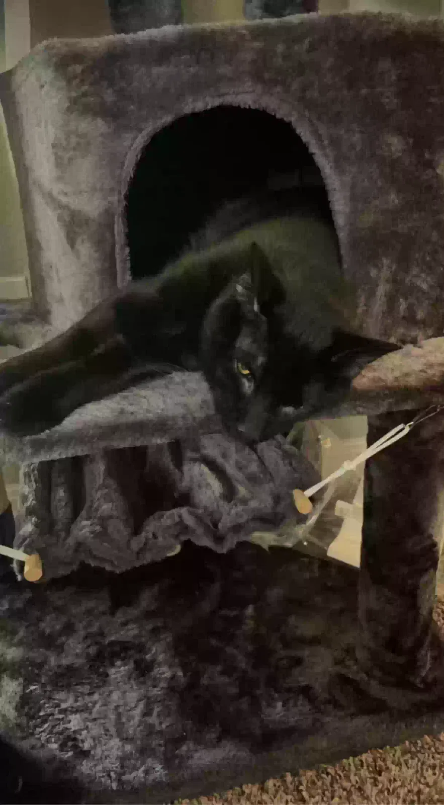 Lost cat in Colorado Springs, CO, 80916