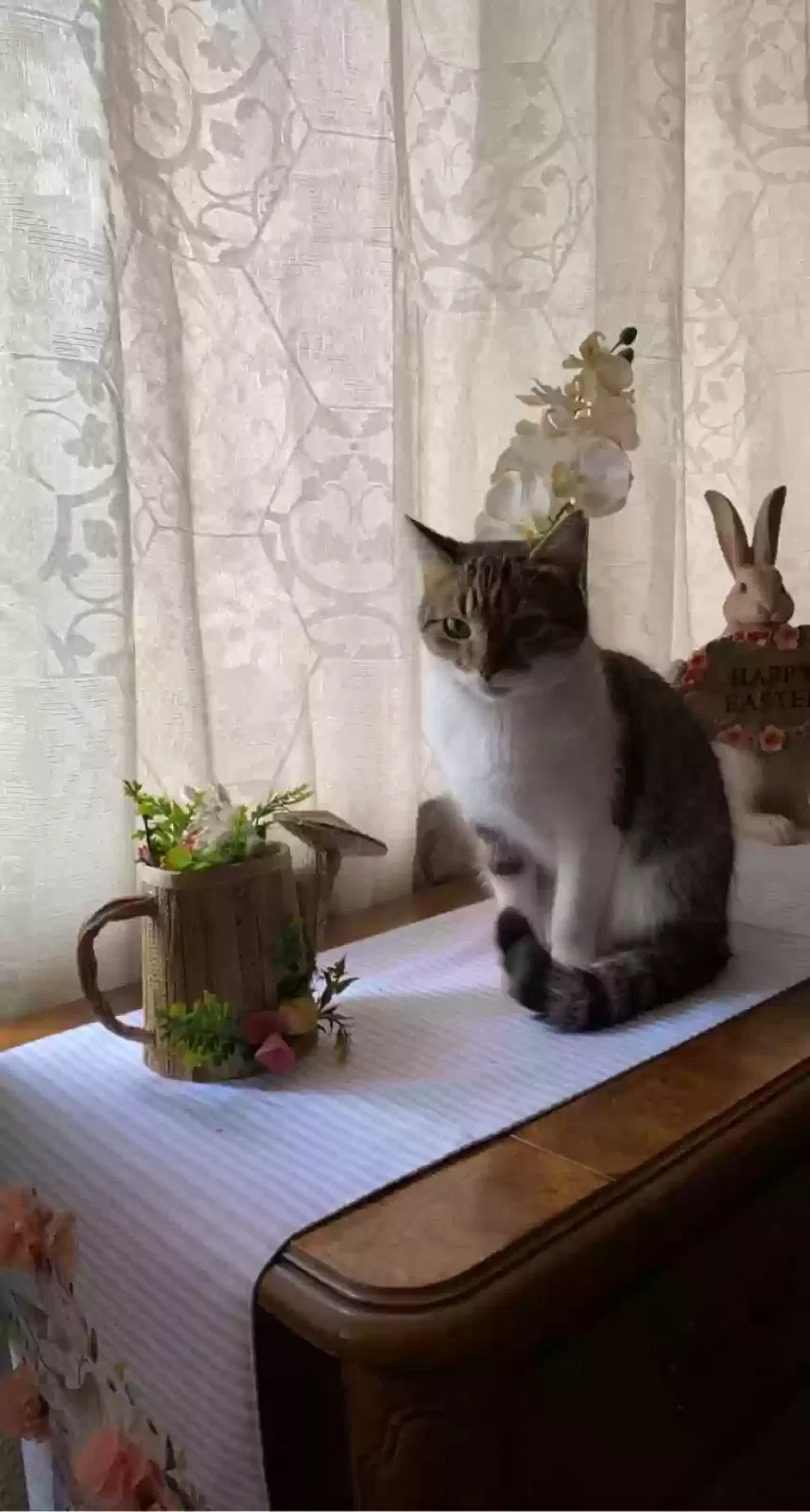 Lost cat in Temecula, CA, 92592