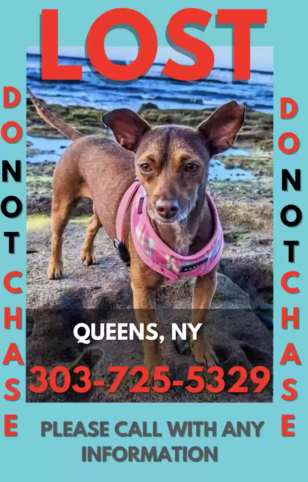 Lost dog in Sunnyside, NY, 11104