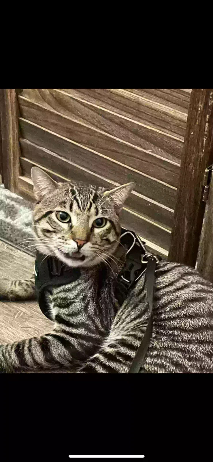 Lost cat in San Diego, CA, 92154