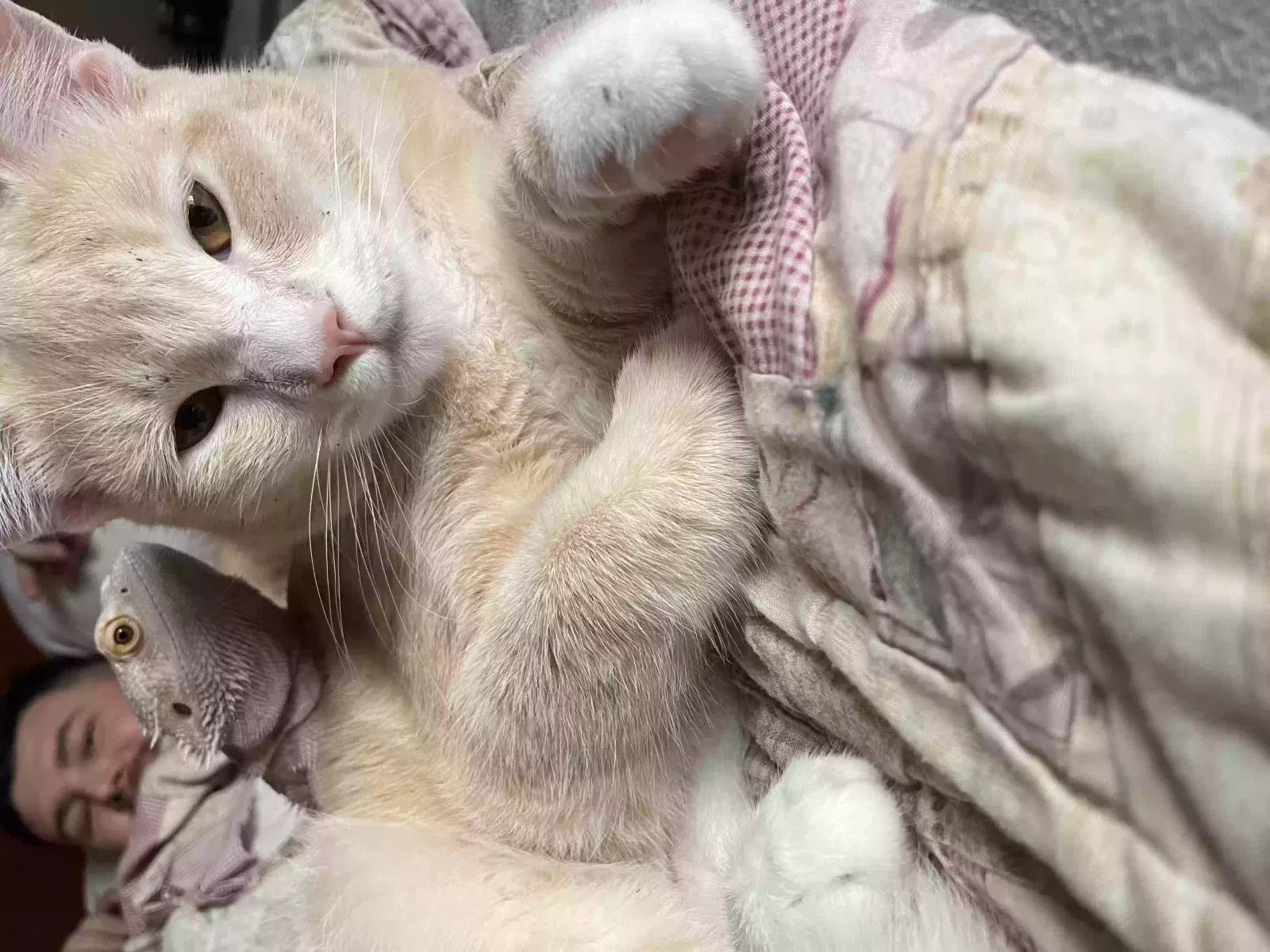 Lost cat in Vancouver, WA, 98682