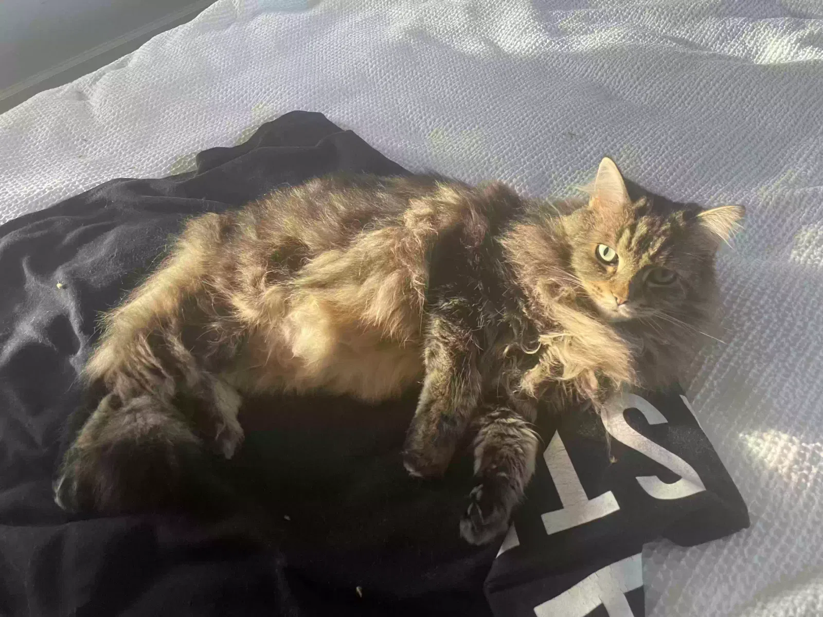 Lost cat in San Jose, CA, 95124