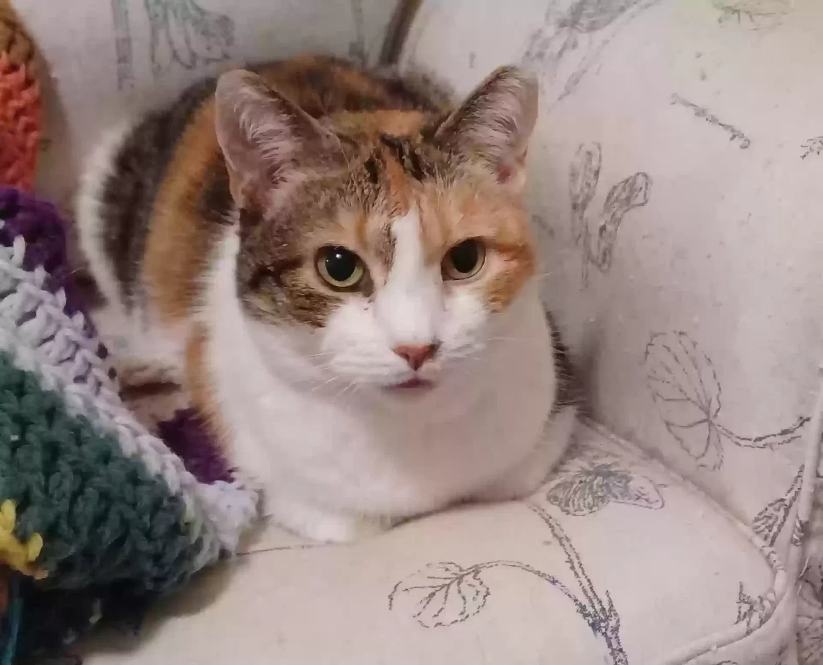 Lost cat in Middlesex, NJ, 8846