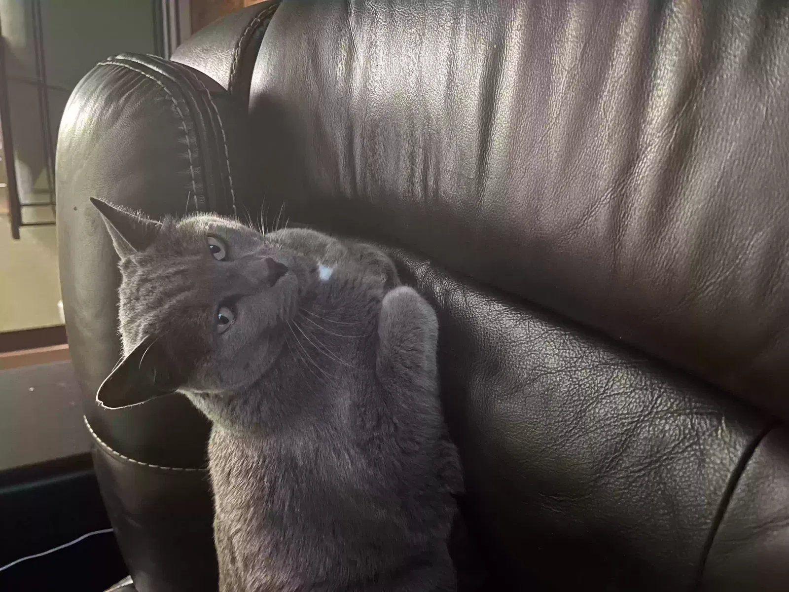 Lost cat in San Pablo, CA, 94806