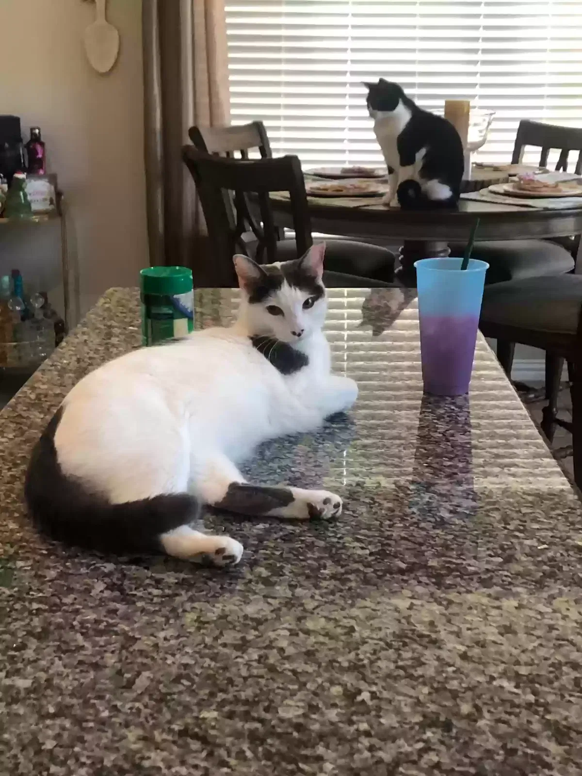 Lost cat in Richmond, TX, 77407