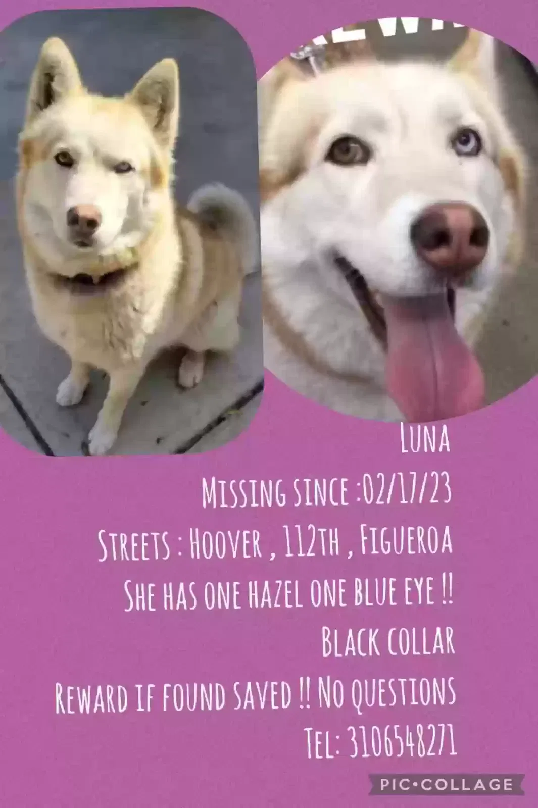 Lost dog in Los Angeles, CA, 90044
