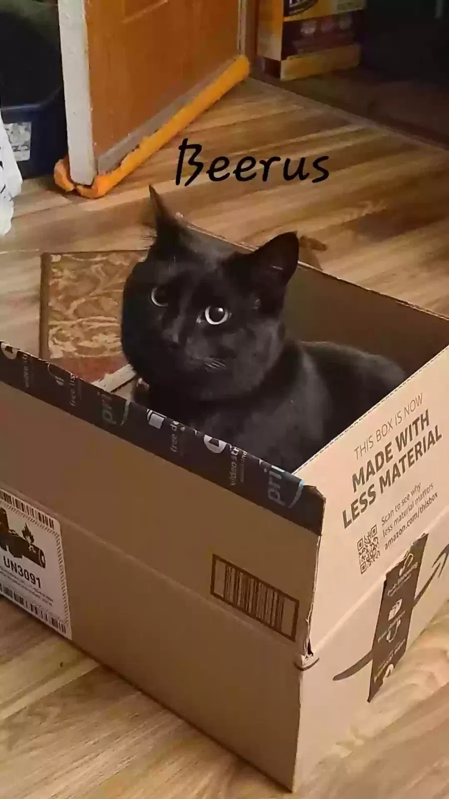 Lost cat in Phoenix, AZ, 85014