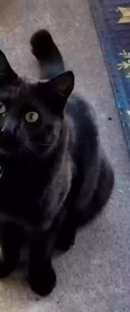 Lost cat in Phoenix, AZ, 85014