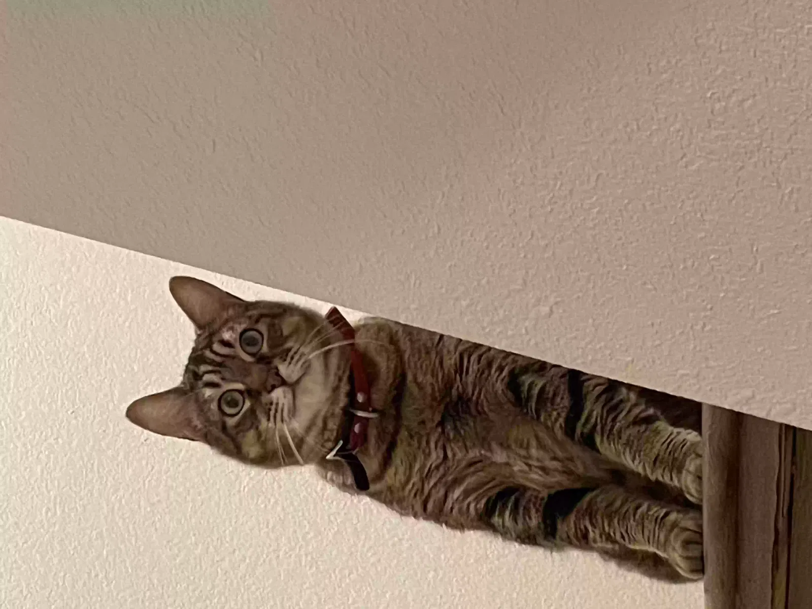 Lost cat in Spring, TX, 77373