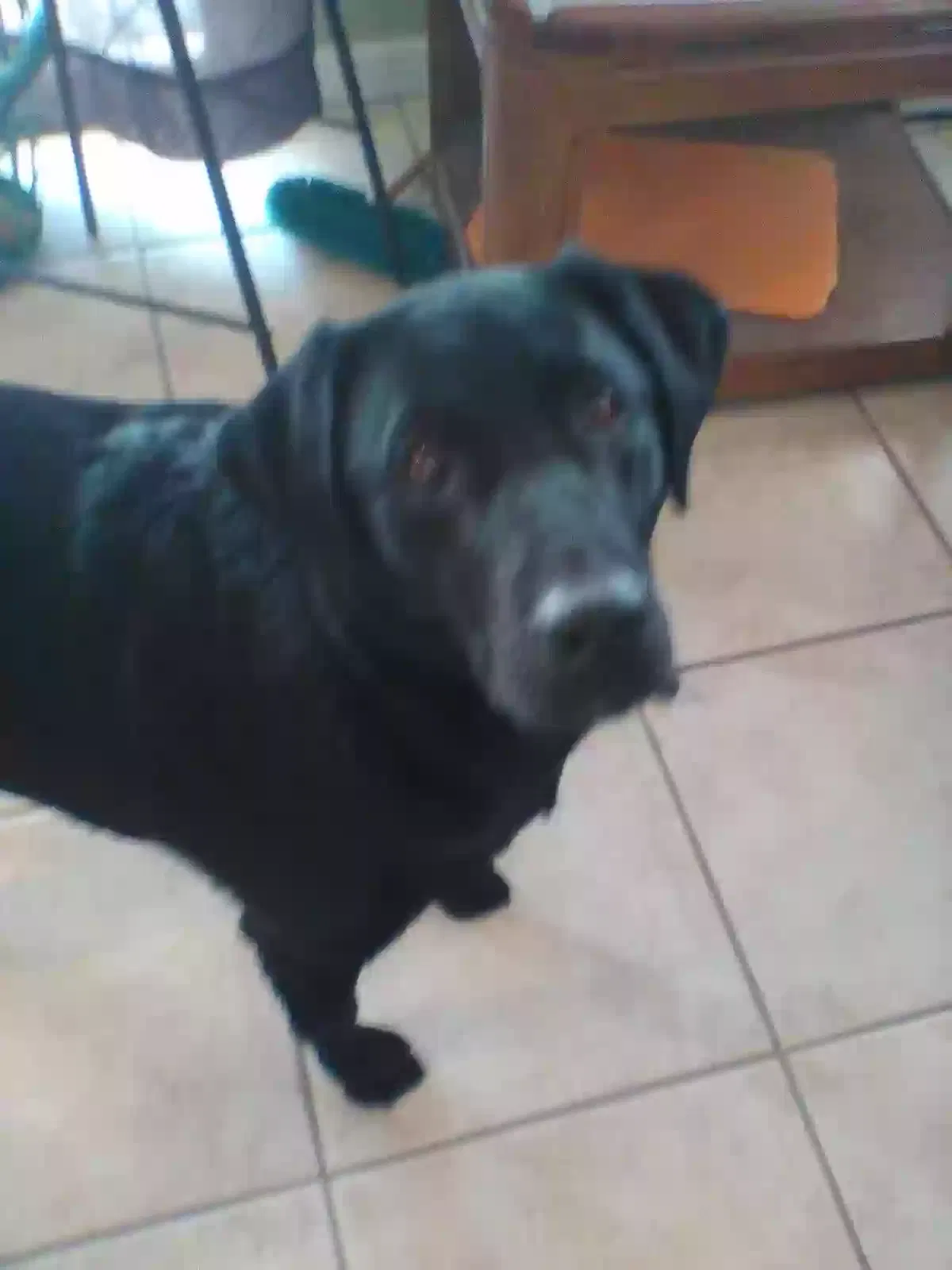 Lost dog in Las Vegas, NV, 89103