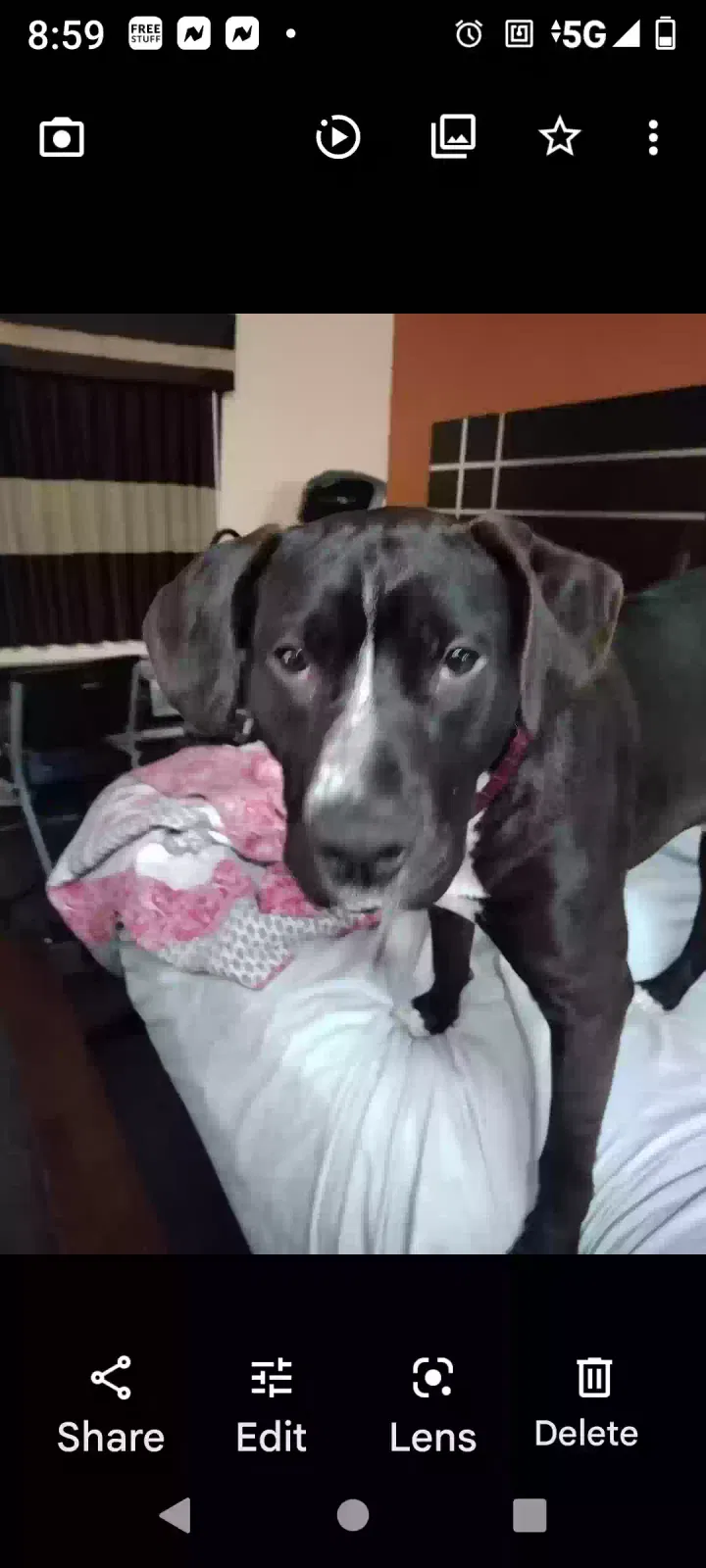 Lost dog in Jackson, MS, 39216
