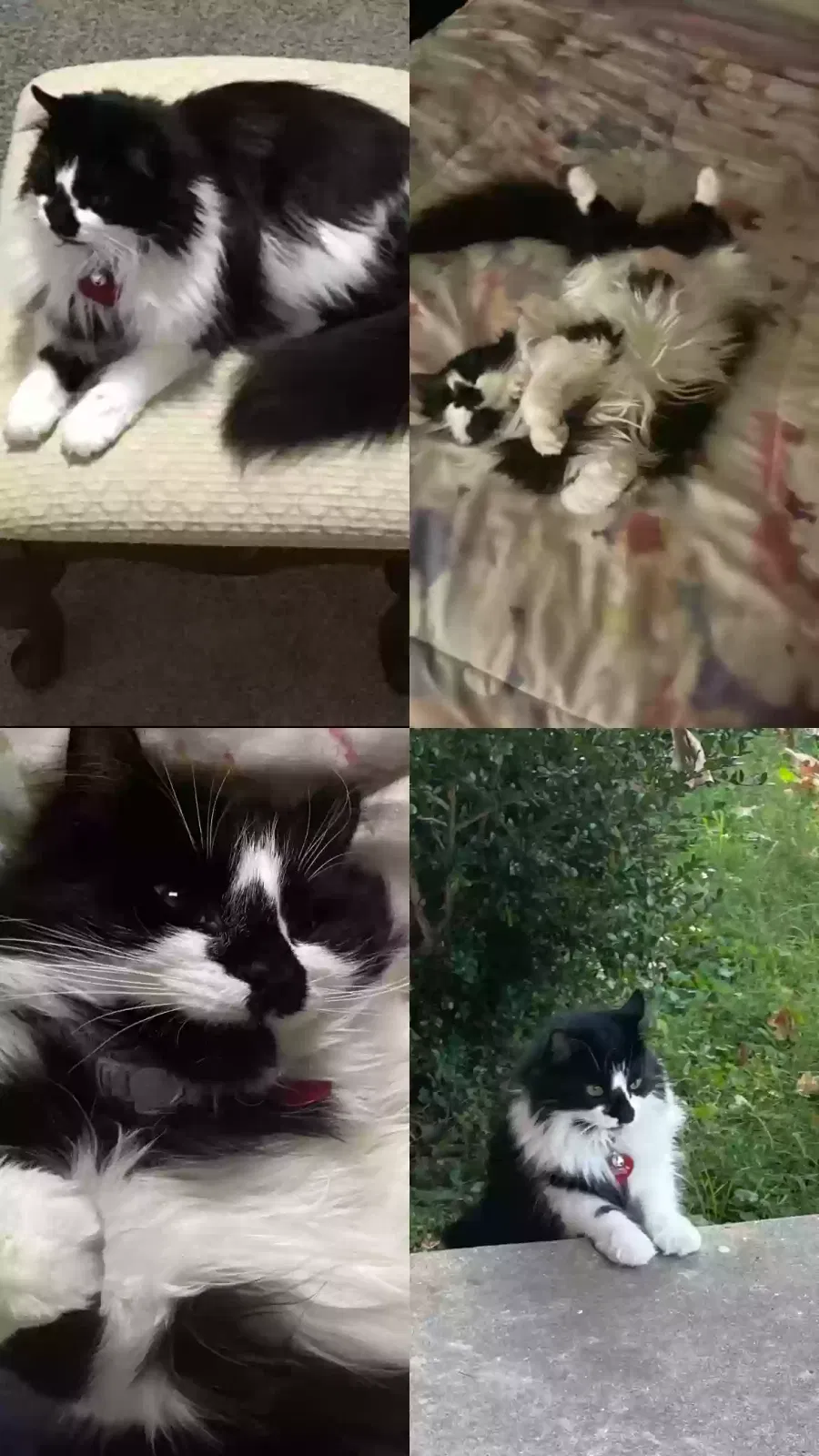 Lost cat in Bowling Green, KY, 42104