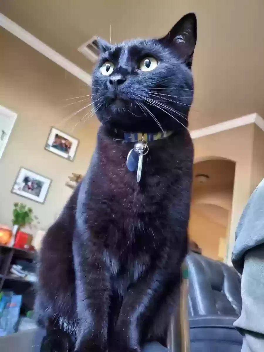 Lost cat in Norman, OK, 73069