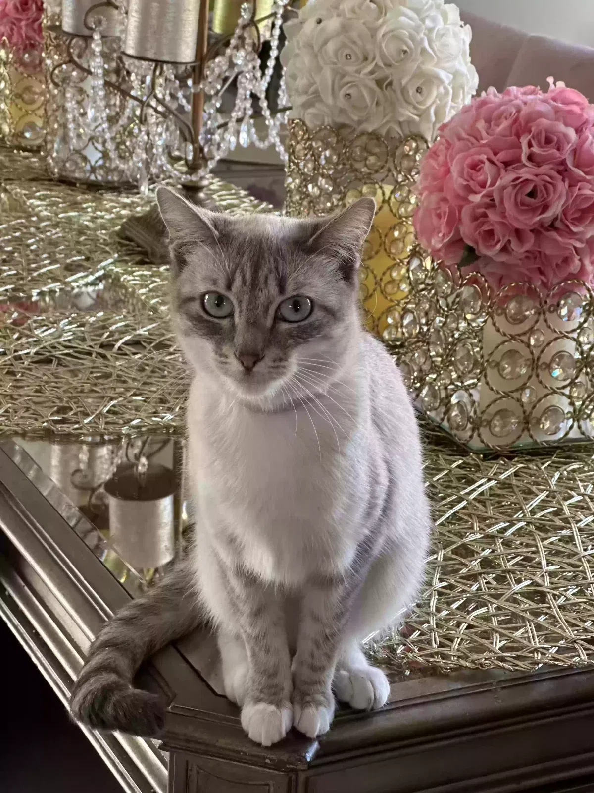 Lost cat in Carson, CA, 90746