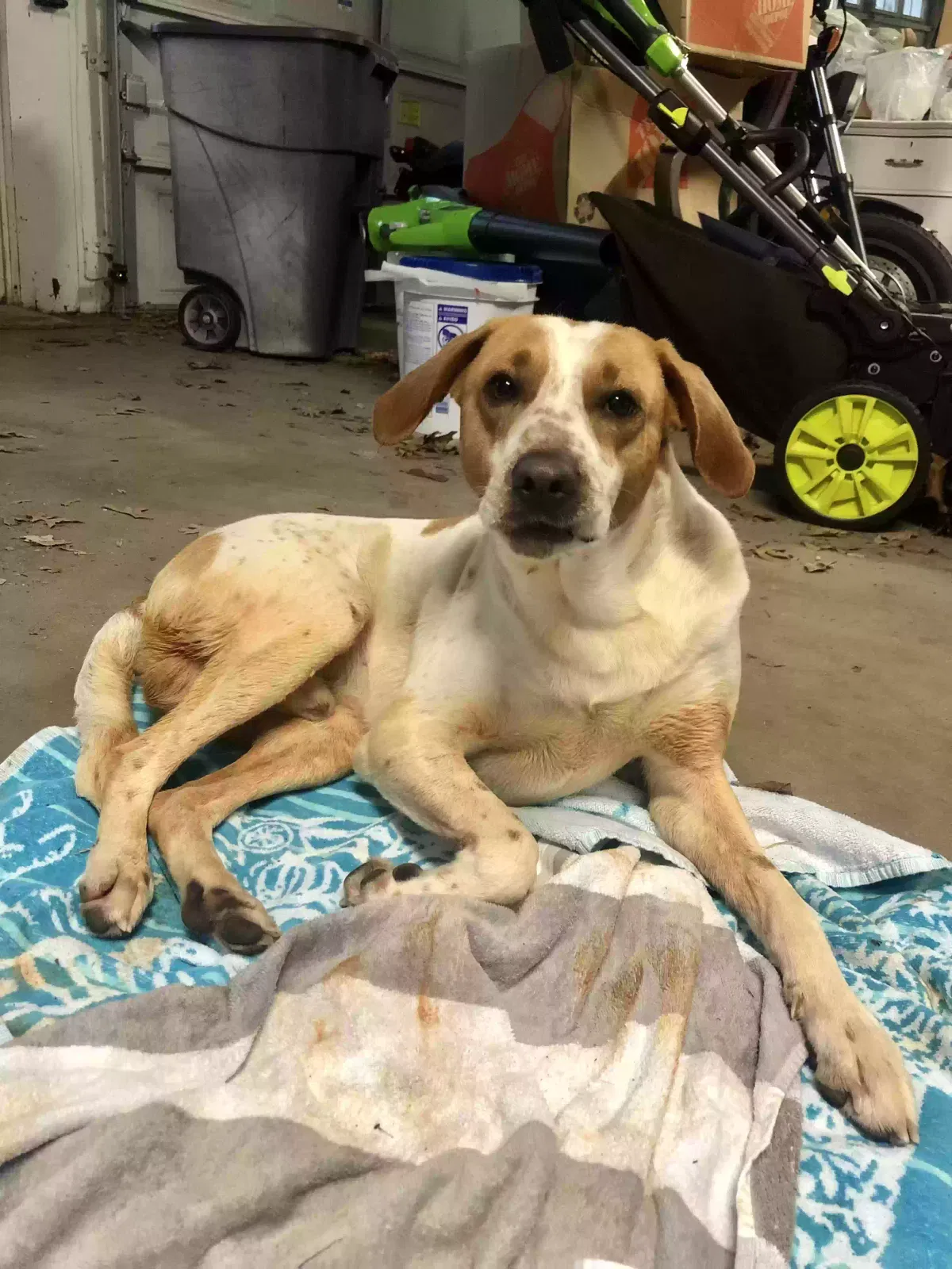 Found dog in Mableton, GA, 30126