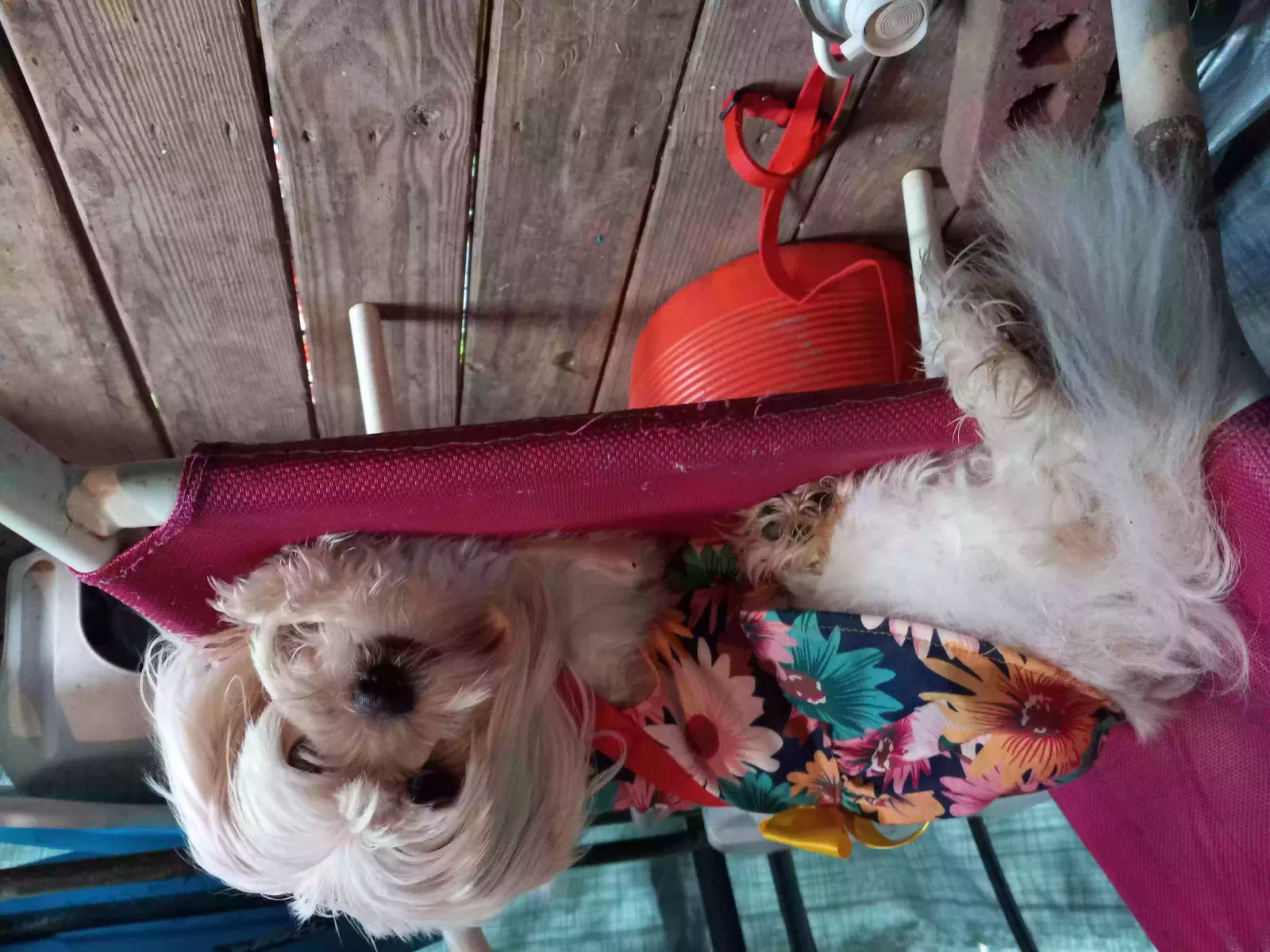 Lost dog in Vicksburg, MS, 39180