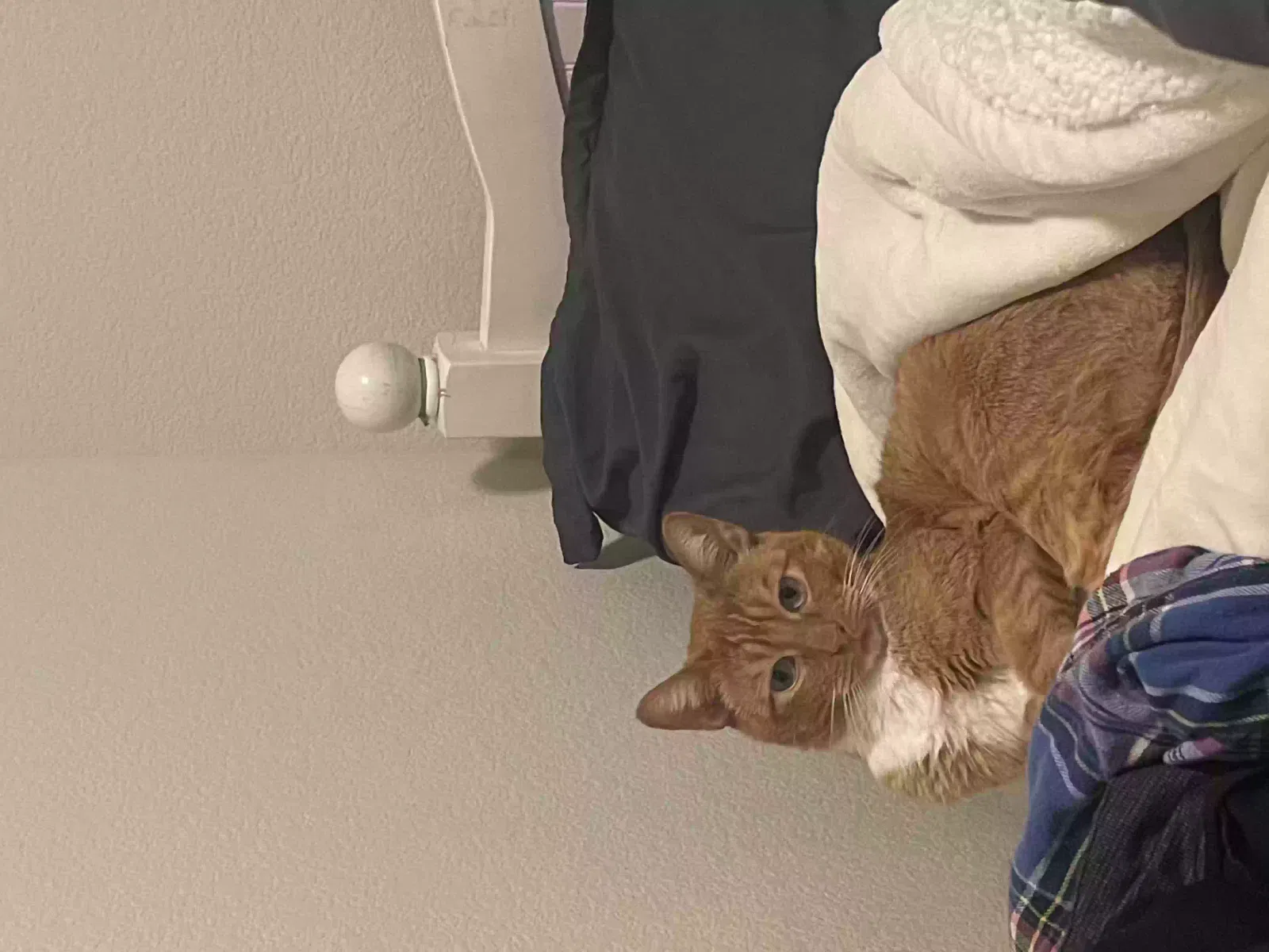 Lost cat in San Bruno, CA, 94066