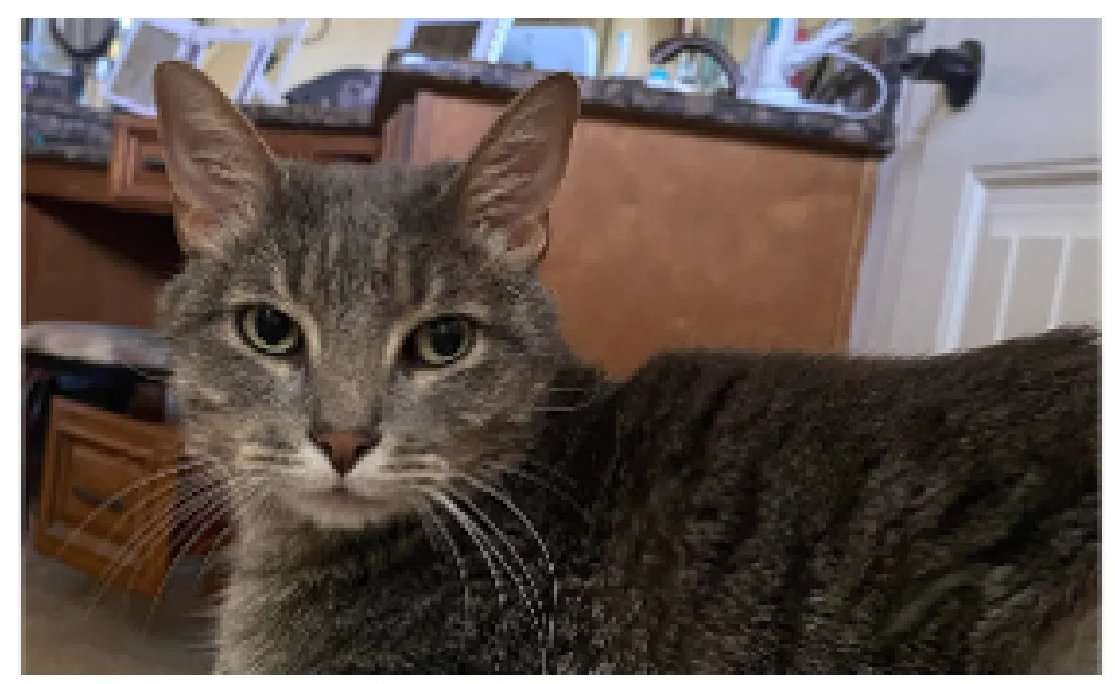 Lost cat in Saraland, AL, 36571