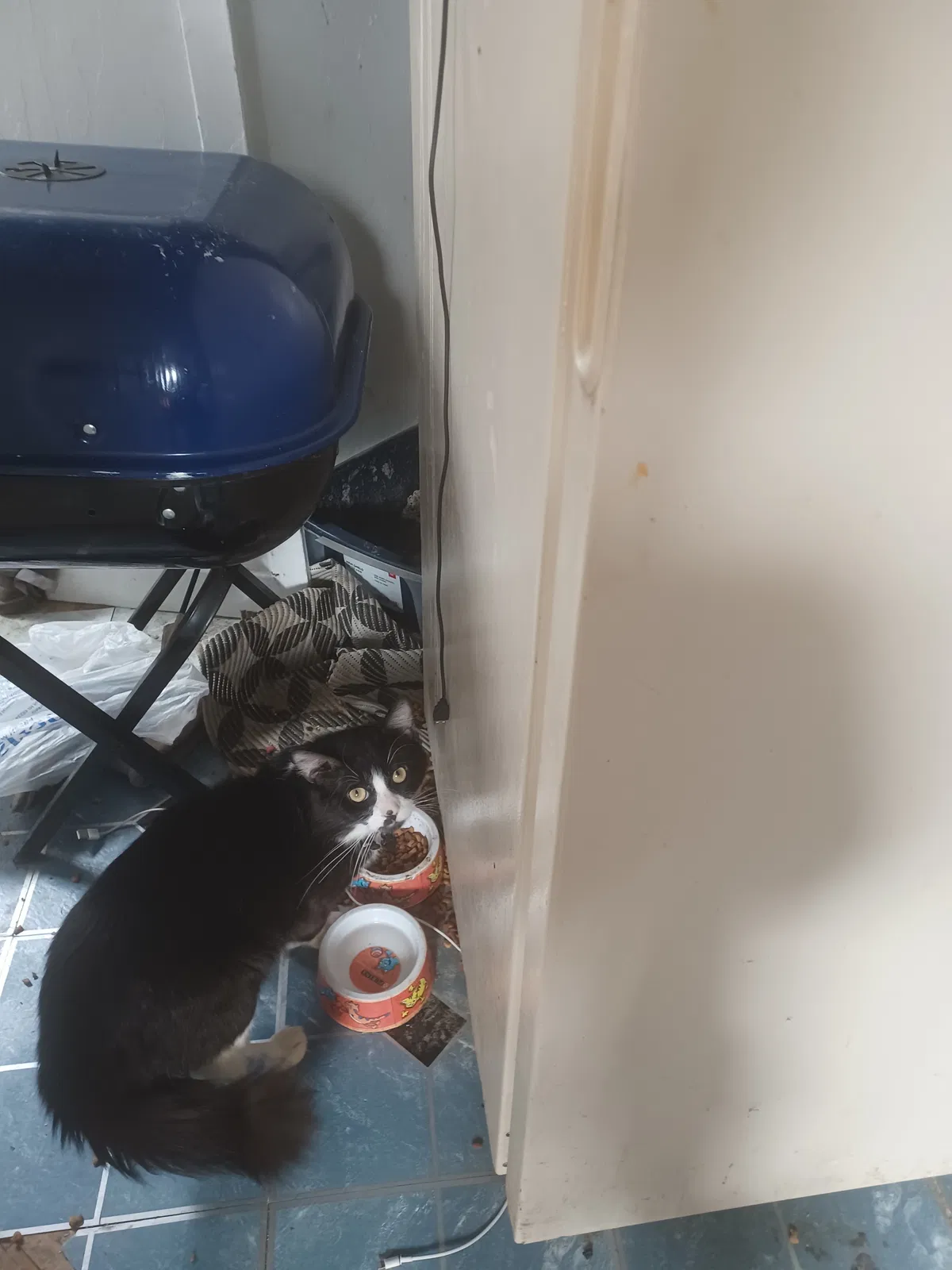 Lost cat in Highland Park, MI, 48203