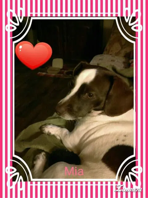Lost dog in Iowa, LA, 70647