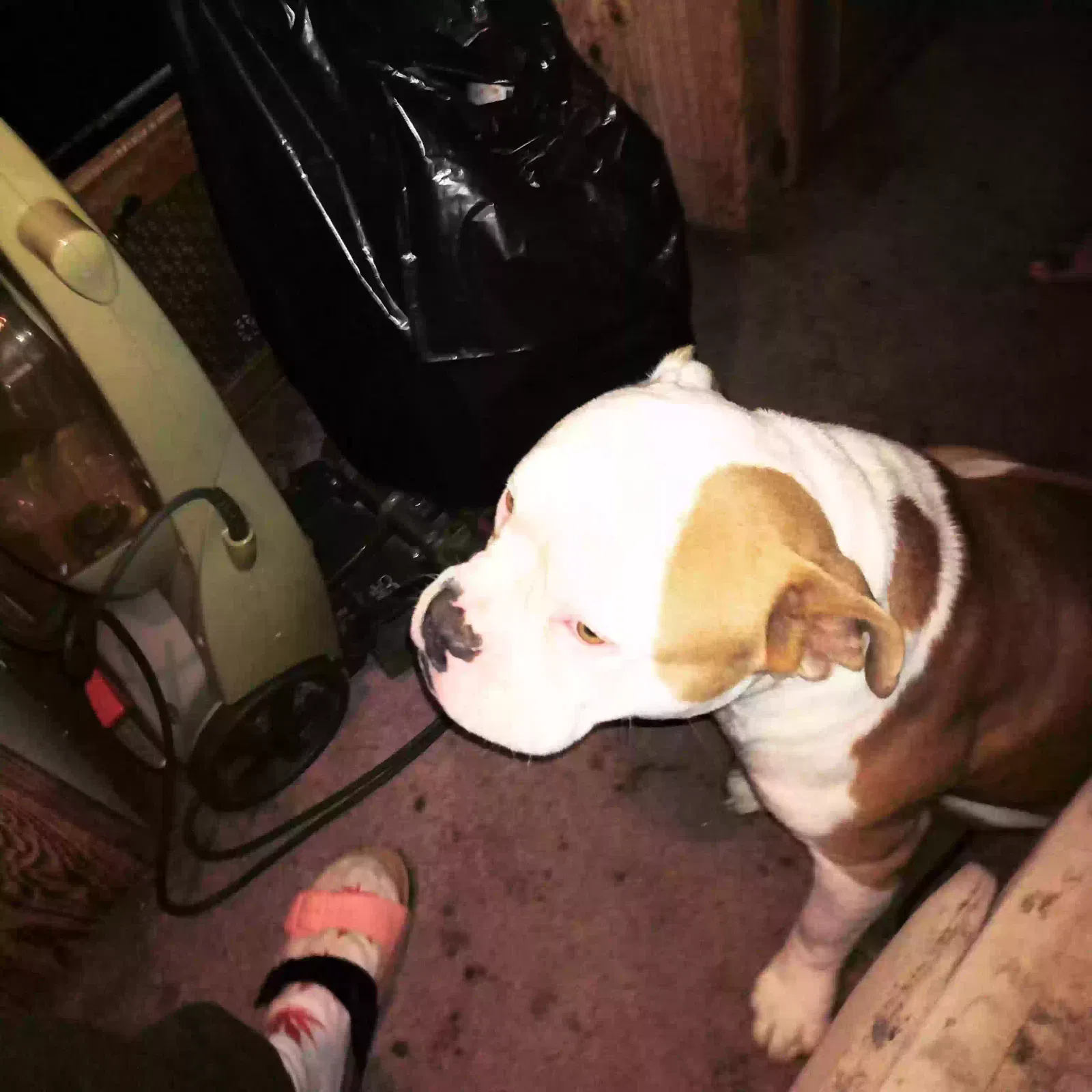 Lost dog in Patriot, IN, 47038