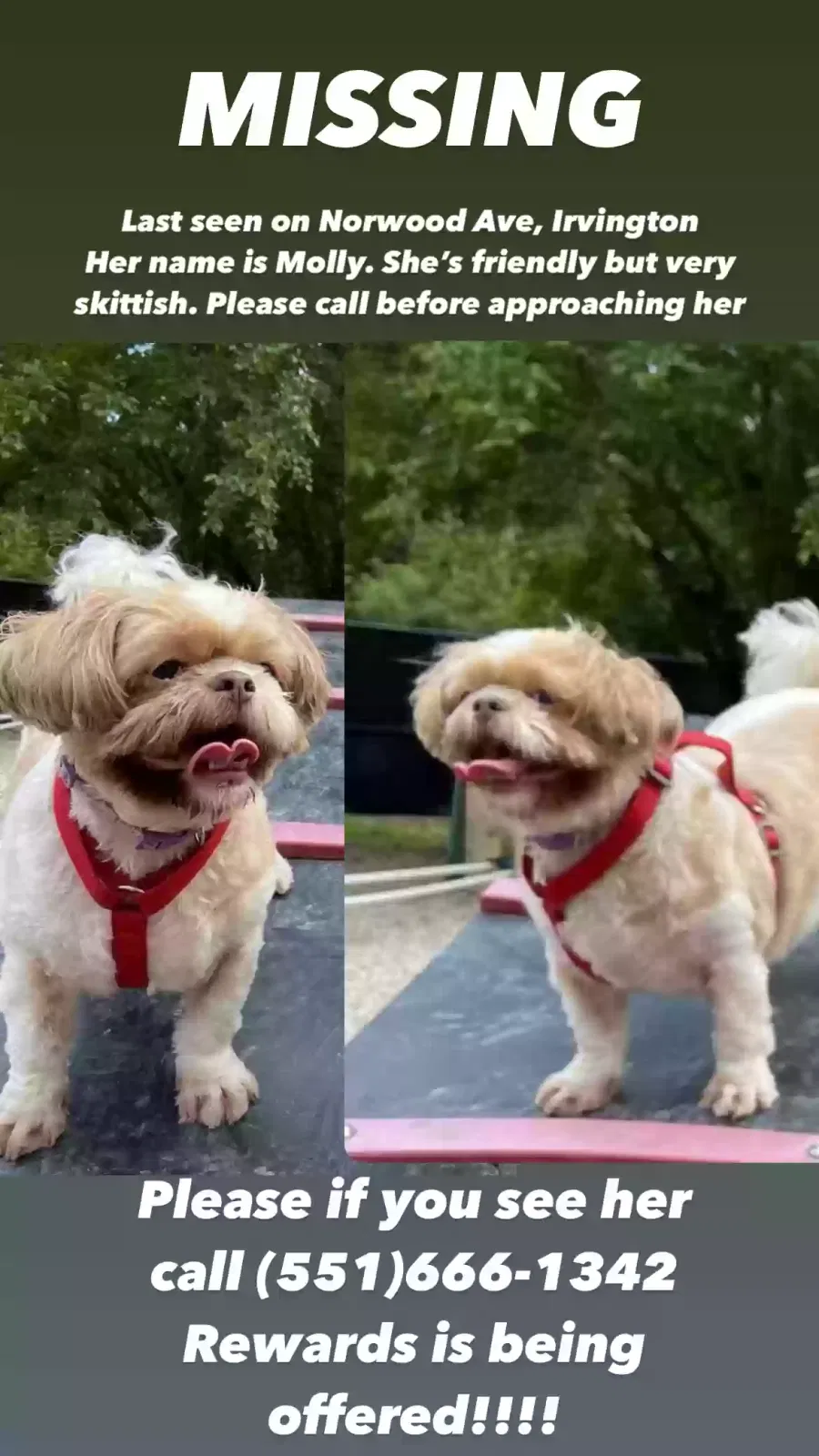 Lost dog in Irvington, NJ, 7111