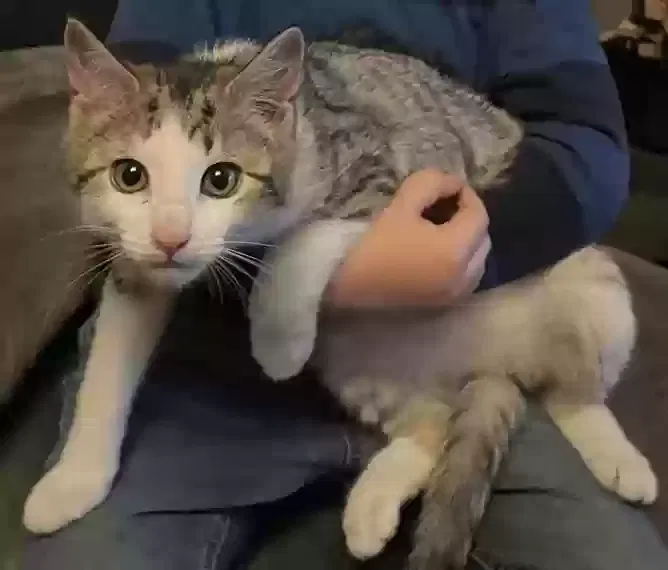 Lost cat in Unknown, AL, 0