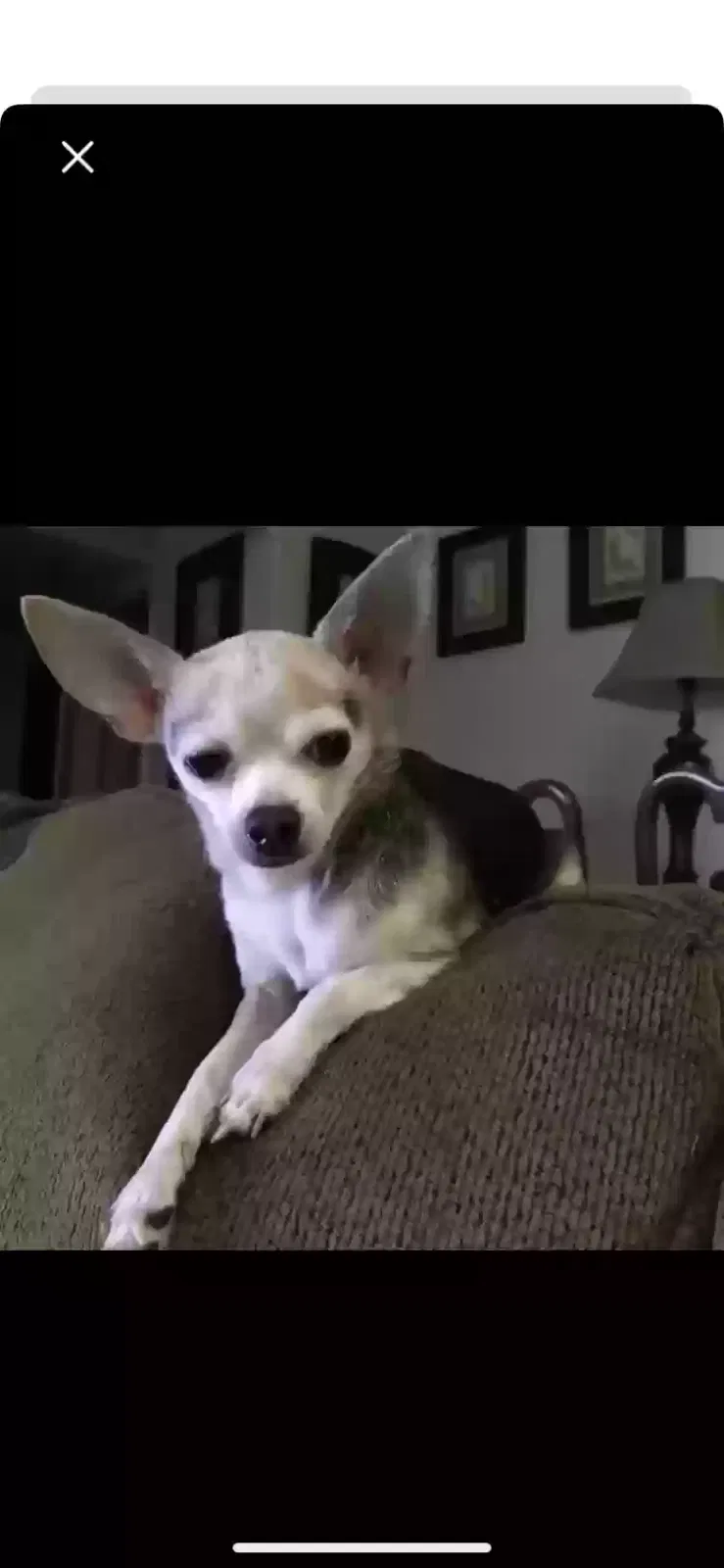Lost dog in Tulsa, OK, 74112