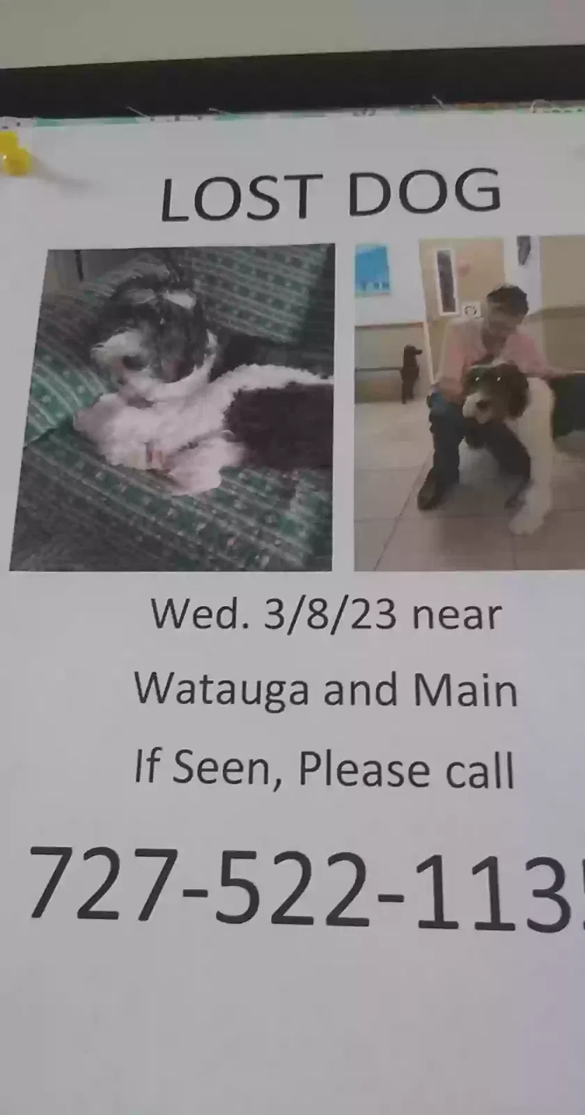 Lost dog in Johnson City, TN, 37604