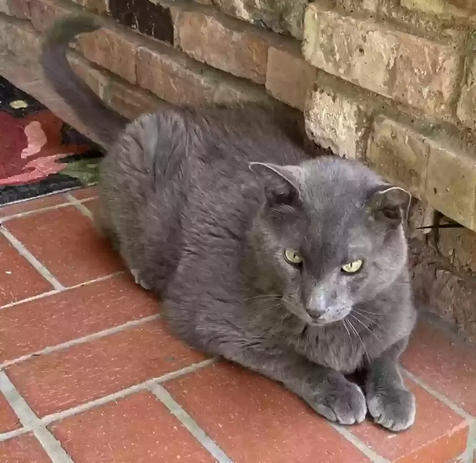 Lost cat in Fort Worth, TX, 76132