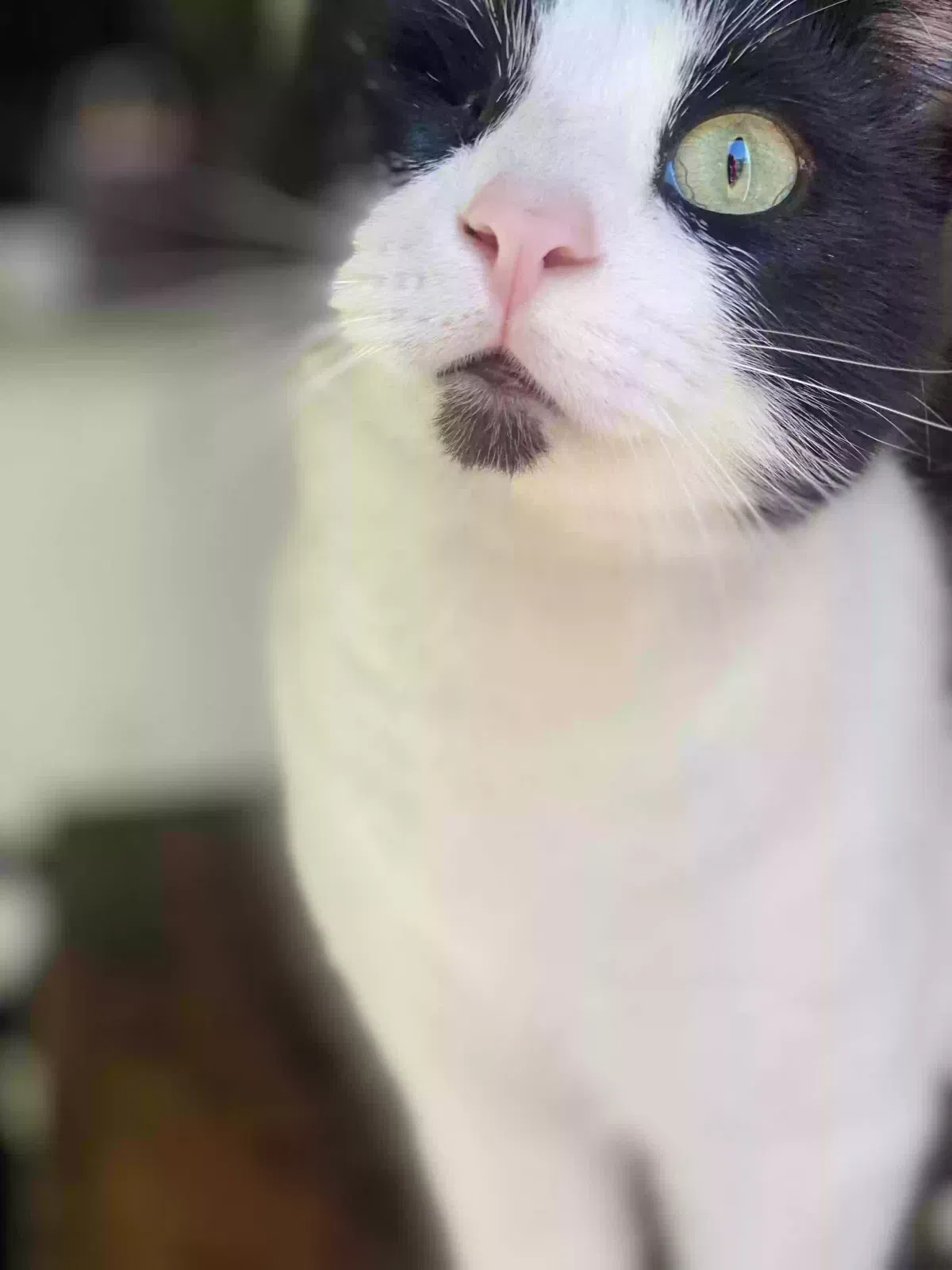 Lost cat in Henderson, NV, 89002