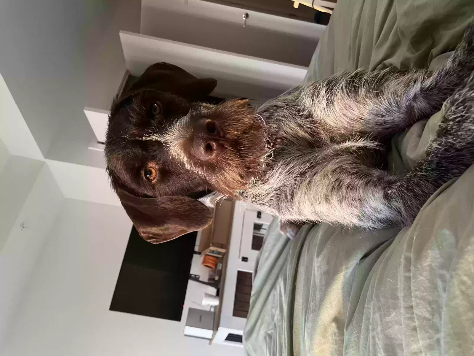 Lost dog in Charlotte, NC, 28208